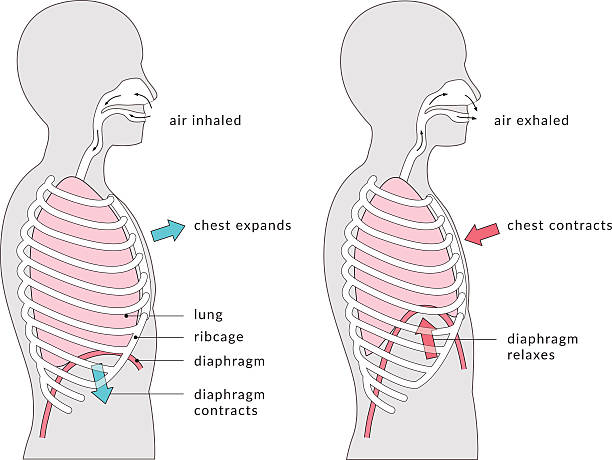 diaphragm breathing