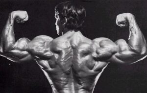 arnold back muscles