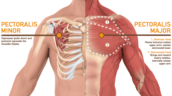 Exploring Chest Muscle Anatomy