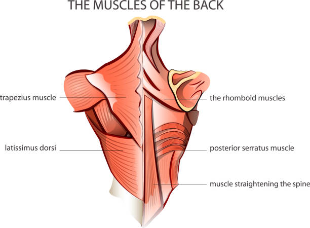 illustration of the muscules of the back. Anatomy.