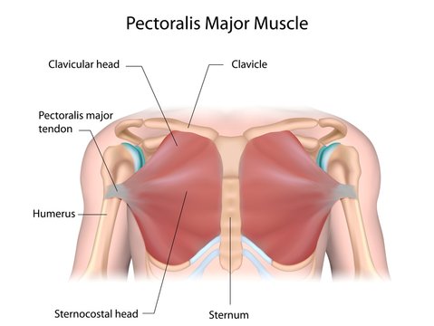 The Pectoralis Major: The Primary Chest Muscle