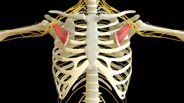 Pectoralis Minor Muscle anatomy for medical concept 3D illustration