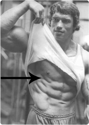 Sculpting the Serratus: Arnold's Approach