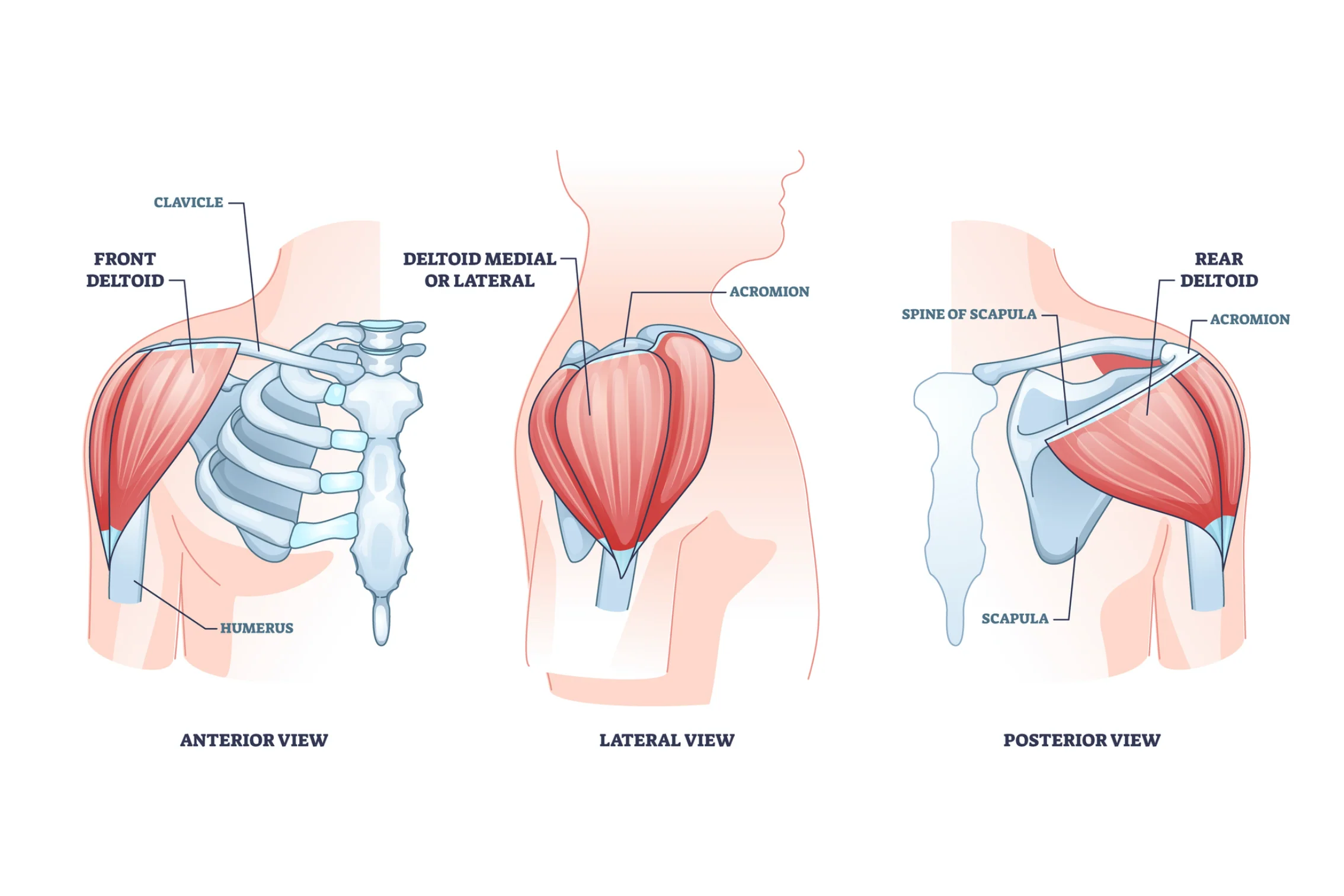 deltoid muscle anatomy