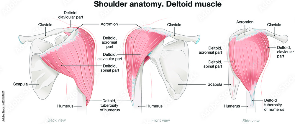 This detailed animation illustrates a man engaged in internal shoulder rotations, highlighting the deltoids and upper body muscles actively involved in the exercise. It is designed to demonstrate proper technique for enhancing shoulder strength and mobility.