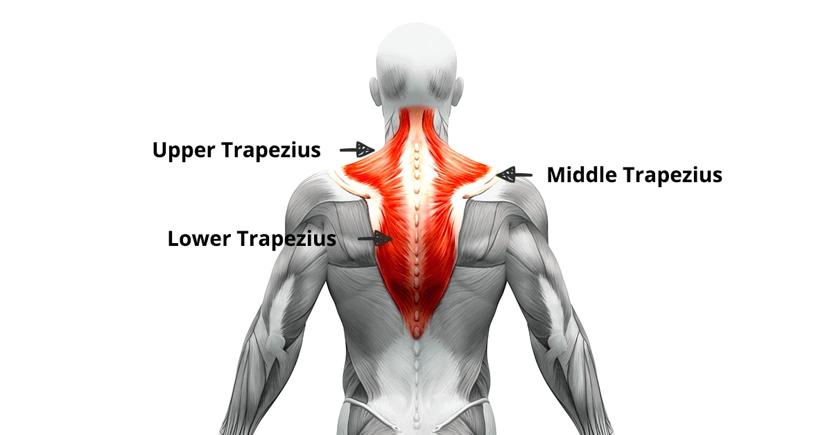 Trapezius Muscle Anatomy - Origin, Insertion and Exercises