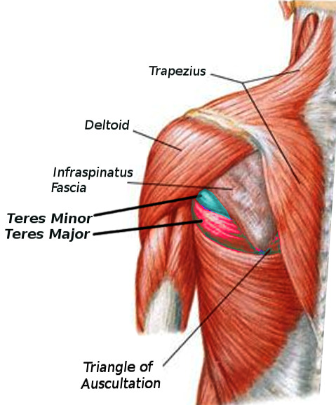 Figure, Teres Major and Minor Image courtesy S Bhimji MD] - StatPearls - NCBI Bookshelf